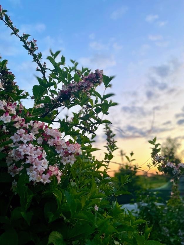 Zonsondergang op natuurcamping Klein Schoor